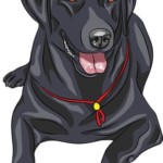 Fashionable Black Dog