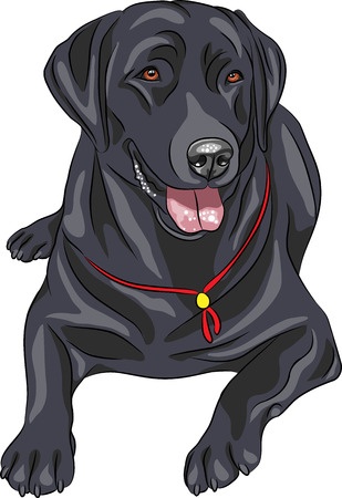 Fashionable Black Dog