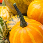 Pumpkin Spice October Magic