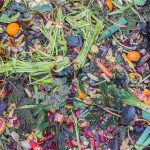 Learn About Composting Day