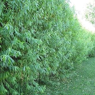 Hybrid Willow Tree